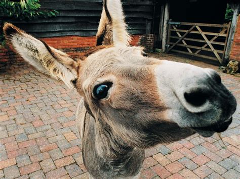 donkey porn sex|Donkey fucks married woman while hubby is watching .